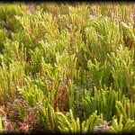 Dacrydium fonckii. Foto: www.chilebosque.cl