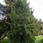 Podocarpus andinus.