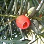 Taxus bacatta. Foto: Wikipedia.