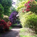 (*) Jardín de Rhododendros en Sheringham Hall Park-Norfolk.