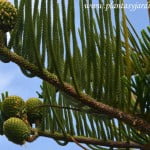 Araucaria, detalle de conos en verano.