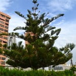 Araucaria araucana en verano