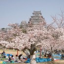 Festivales del Cerezo en Flor