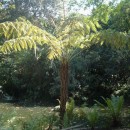 Cyathea caracasana-Palma Boba