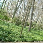especies caducas con Hiedra como tapizante-cubresuelos, en el Jardín del Príncipe-Aranjuez. especies caducas con Hiedra como tapizante-cubresuelos, en el Jardín del Príncipe-Aranjuez.