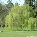 21 de Marzo Día Mundial del Árbol