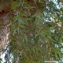Eucalyptus camaldulensis-Eucalipto rojo-Gomero rojo
