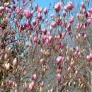 Magnolia liliflora-Magnolia tulipán-Tulipanero de jardín.