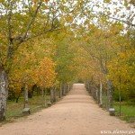 Paseo de La Cruz-Plátano de sombra-Platanus x hispanica Paseo de La Cruz-Plátano de sombra-Platanus x hispanica en Los Jardines Reales del Monasterio de El Escorial-Madrid.