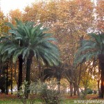 Platanus y Phoenix en otoño en Córdoba-Andalucía, contrastes de colores y texturas Platanus y Phoenix en otoño en Córdoba-Andalucía, contrastes de colores y texturas