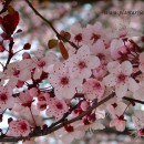 Prunus cerasifera-Ciruelo japonés-Mirobáland