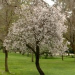 Prunus cerasifera en el Parque del Buen Retiro