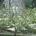 Prunus domestica-Ciruelo "Golden Japan"
