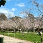 Prunus dulcis-Almendro, florecidos a finales del invierno, en los jardines del Buen Retiro-Madrid.