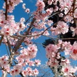 Prunus dulcis-Almendro, de flores rosadas, detalle flores.