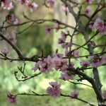 Prunus persica-Nectarino "Fantasia", detalle flores.
