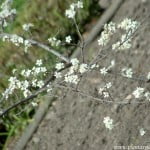 Prunus spinosa-Endrino, detalle flores.