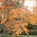 Sorbus aucuparia-Serbal de cazadores-Azorollo