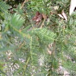 Taxus baccata-Tejo, detalle follaje.