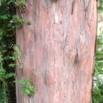 Taxus baccata-Tejo, detalle tronco.
