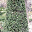 Taxus baccata-Tejo común