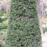 Taxus baccata-Tejo, en arte topiario.