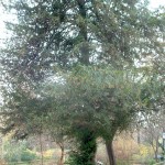 Taxus baccata-Tejo, en otoño.