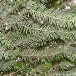Taxus baccata, detalle follaje.