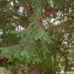 Taxus baccata, detalle follaje.