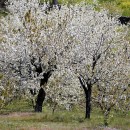 Festivales del Cerezo en Flor