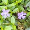 Vinca major-Hierba doncella