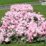 Violeta de los Alpes-Cyclamen persicum, for color rosa.