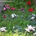 Cyclamen florecidas a comienzos de la primavera.