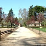 camino secundario, bordeado por Prunus-Cerezos, en el Jardín del Príncipe-Aranjuez-Madrid.