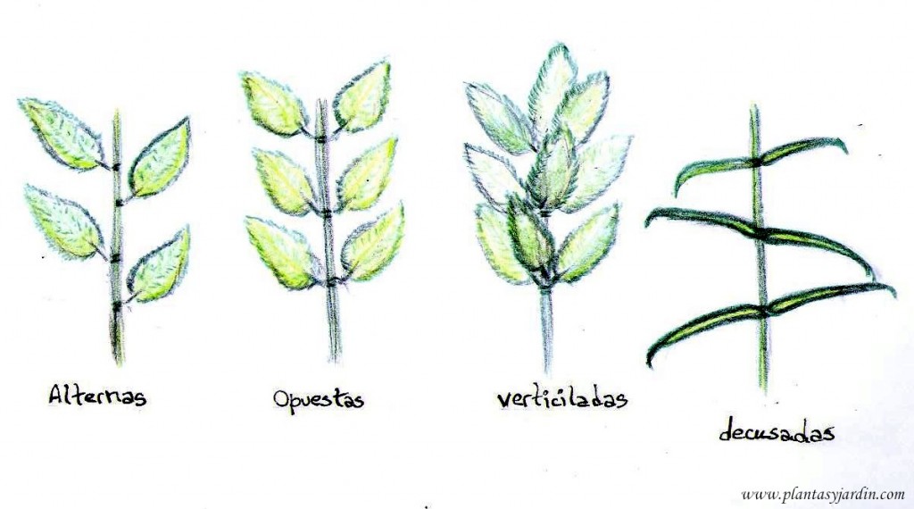 disposición de las hojas.