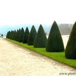 figuras geométricas de Taxus baccata-Tejo, en los jardines de Versalles.