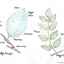 La Morfología de la Hoja