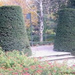 parterre de Lantana camara con Taxus baccata en topiario.