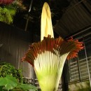 Amorphophallus titanum, la flor con forma fálica y olor a cadáver