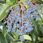 * Ligustrum lucidum, detalle frutos negros.