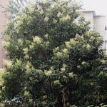 * Ligustrum lucidum florecido.