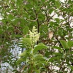* Ligustrum lucidum florecido.