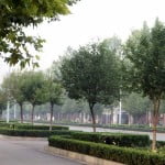 * Ligustrum lucidum cultivado como arbolito urbano en alineaciones.