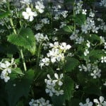Lunaria annua de flores blancas. Foto: Wikipedia.