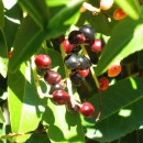 Prunus lusitanica-Laurel portugués-Palo del loro-Laurocerasus portugués
