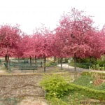 en este espacio de descanso, los Prunus, brindan una espectacular floración (prim.) y color de su follaje (verano) y permiten el paso del sol en el invierno.