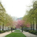 los Prunus, en este caso, generan un límite virtual junto con el camino de césped, dividiendo los caminos, generando contrastes de colores entre ellos y con los árboles plantados a sus laterales, como manchas de colores.
