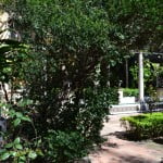 Mirtus communis procedente de La Alhambra y plantado por Sorolla