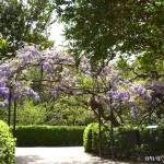 Glicina, ejemplar de 230 toneladas de peso en el Real Jardín Botánico de Madrid.