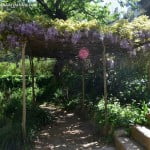 Glicina en el Antic Jardi Botanic de Barcelona